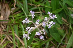 Knoxia sumatrensis